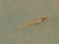 Poeciliidae