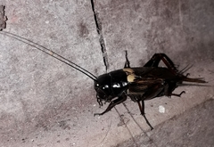 Gryllus