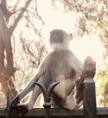 Semnopithecus entellus