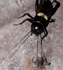 Gryllus