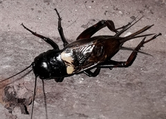 Gryllus