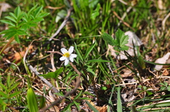 Anemonoides caerulea