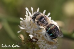 Nomiocolletes