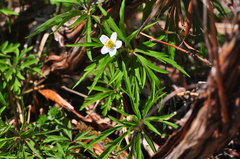 Anemonoides caerulea