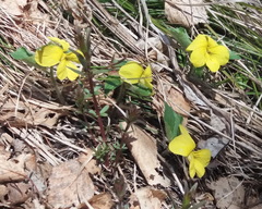 Viola uniflora
