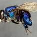 Euglossa analis - Photo (c) Ricardo A B, some rights reserved (CC BY-NC)