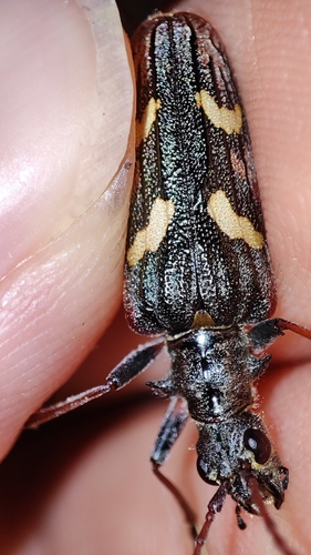 Two-banded Longhorn Beetle, Wageningen, NL-GE, NL, photo 6 of 10