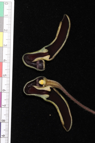 Aristolochia ovatifolia