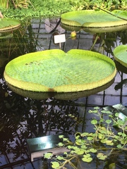 Victoria amazonica
