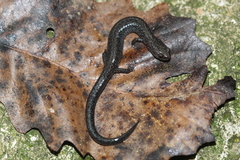 Plethodon electromorphus