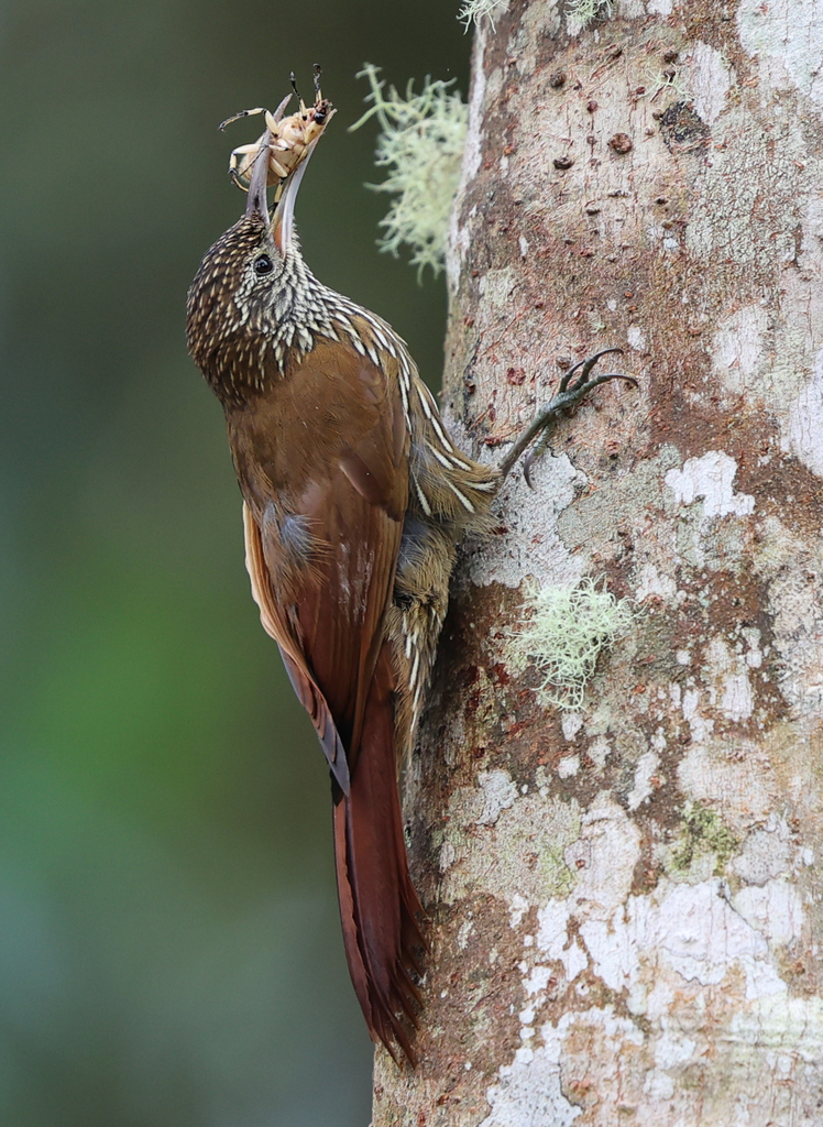Montane Woodcreeper