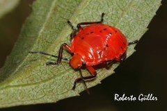 Brontocoris