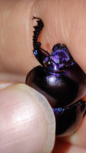 Springtime Dung Beetle, Gelderland, 荷兰, photo 5 of 10