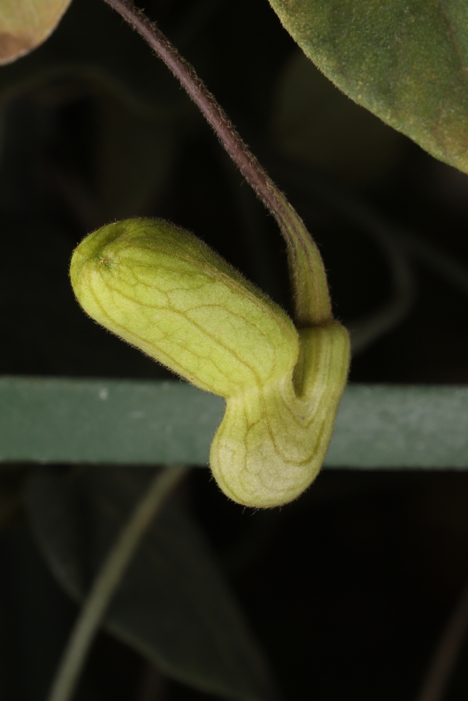 Aristolochia pseudoutriformis