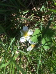 Fragaria vesca americana