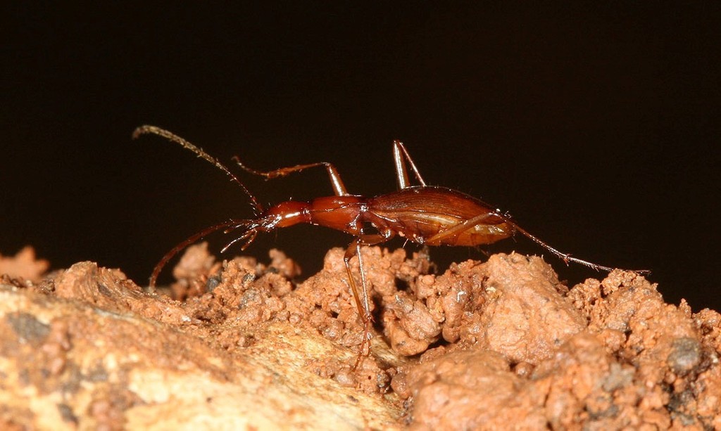 Tooth Cave Ground Beetle