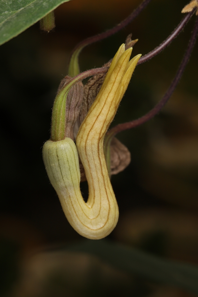 Aristolochia cucurbitoides