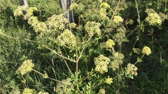 Polytaenia