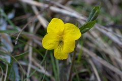 Viola uniflora
