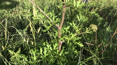 Polytaenia