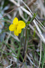 Viola uniflora