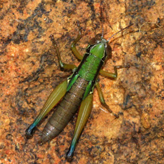 Caryanda spuria