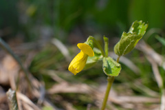 Viola uniflora