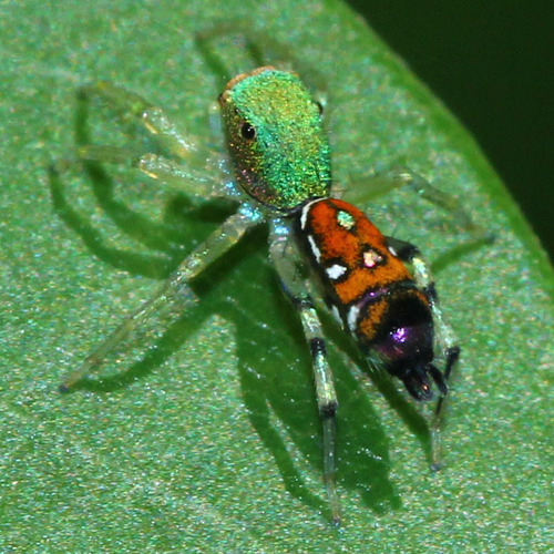 Cosmophasis valerieae Prószyński & Deeleman-Reinhold, 2010