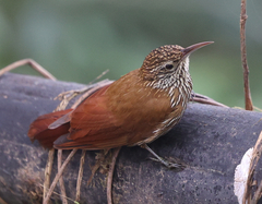 Montane Woodcreeper photo 2