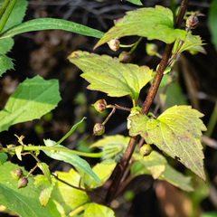 Scrophularia arguta