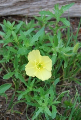 Oenothera grandis