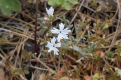 Lithophragma heterophyllum