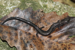 Plethodon electromorphus