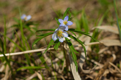 Anemonoides caerulea