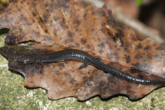 Plethodon electromorphus