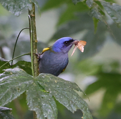 Blue-Capped Tanager photo 3