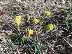 Helioscopia