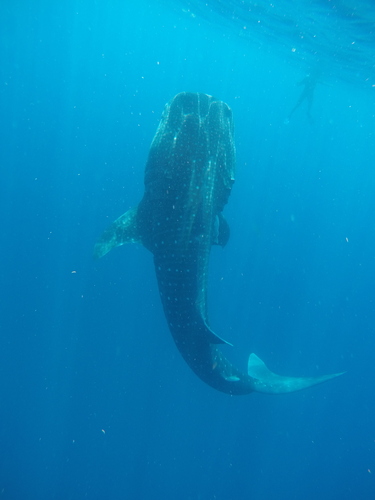 Whale Shark