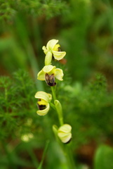 Ophrys fusca pallida