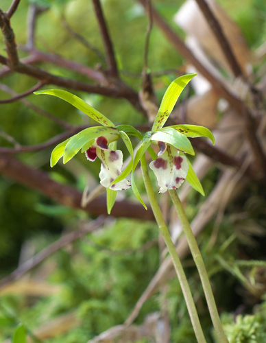 Dactylostalix ringens iNat (3)