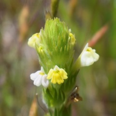 Castilleja rubicundula lithospermoides