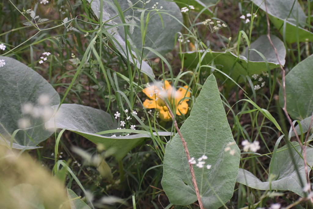 Buffalo Gourd from Kendall County, TX, USA on May 10, 2024 at 09:52 AM ...