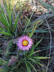 Helichrysum ecklonis