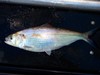 Alabama Shad - Photo (c) Fishes of Georgia Photo Gallery, some rights reserved (CC BY-NC-ND)