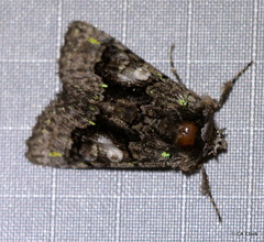 Behrensia conchiformis