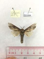 Norracoides basinotata