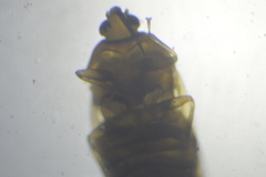 Cimicidae