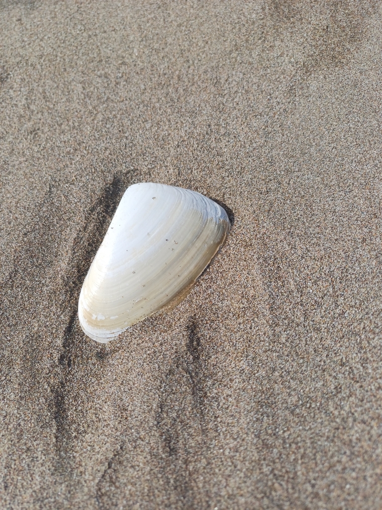 Mesodesma donacium