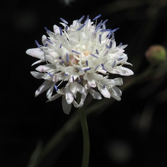 Cephalaria joppensis