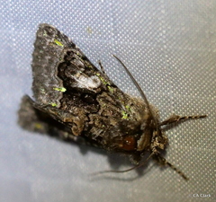 Behrensia conchiformis